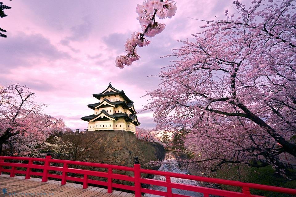 Hòa mình trong bốn mùa hoa xinh đẹp tại Đất nước Mặt Trời mọc - Nhật Bản